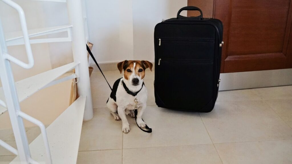 留守番しようとしている犬