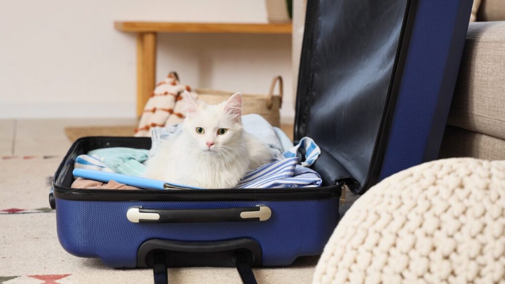 スーツケースに入って一緒に旅行しようとしている猫